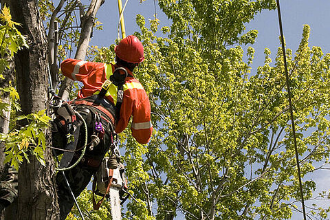 Illustration élagage arbres à proximité de réseaux électriques