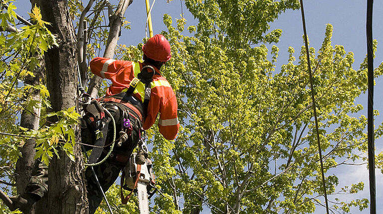 Illustration élagage arbres à proximité de réseaux électriques