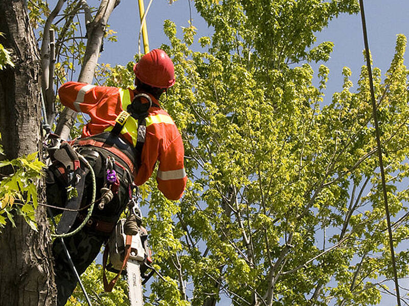 Élagage des arbres à proximité des réseaux électriques 